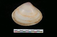 藏品(西施馬珂蛤)的圖片